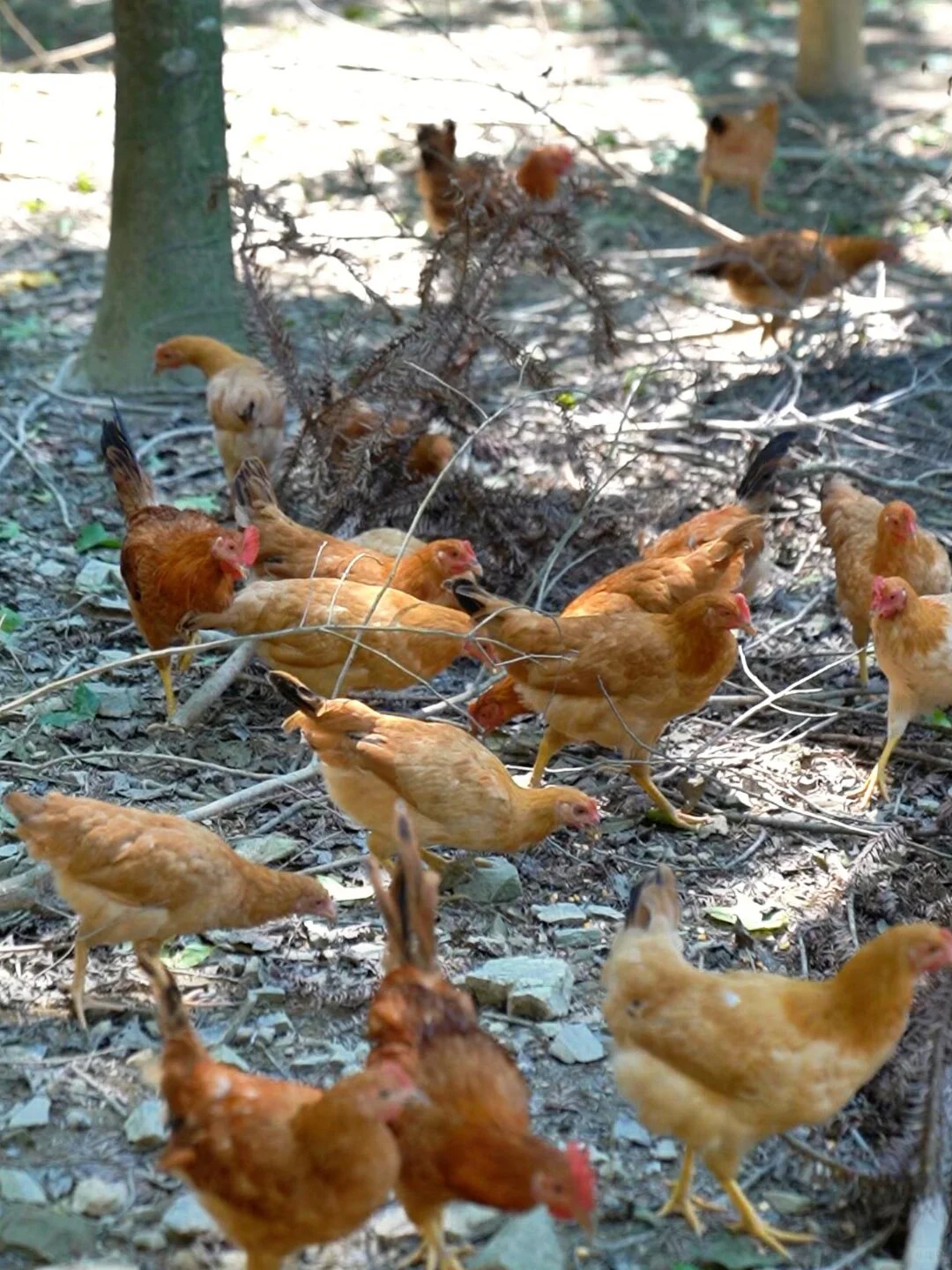 见过微信步数比人都多的土鸡吗？