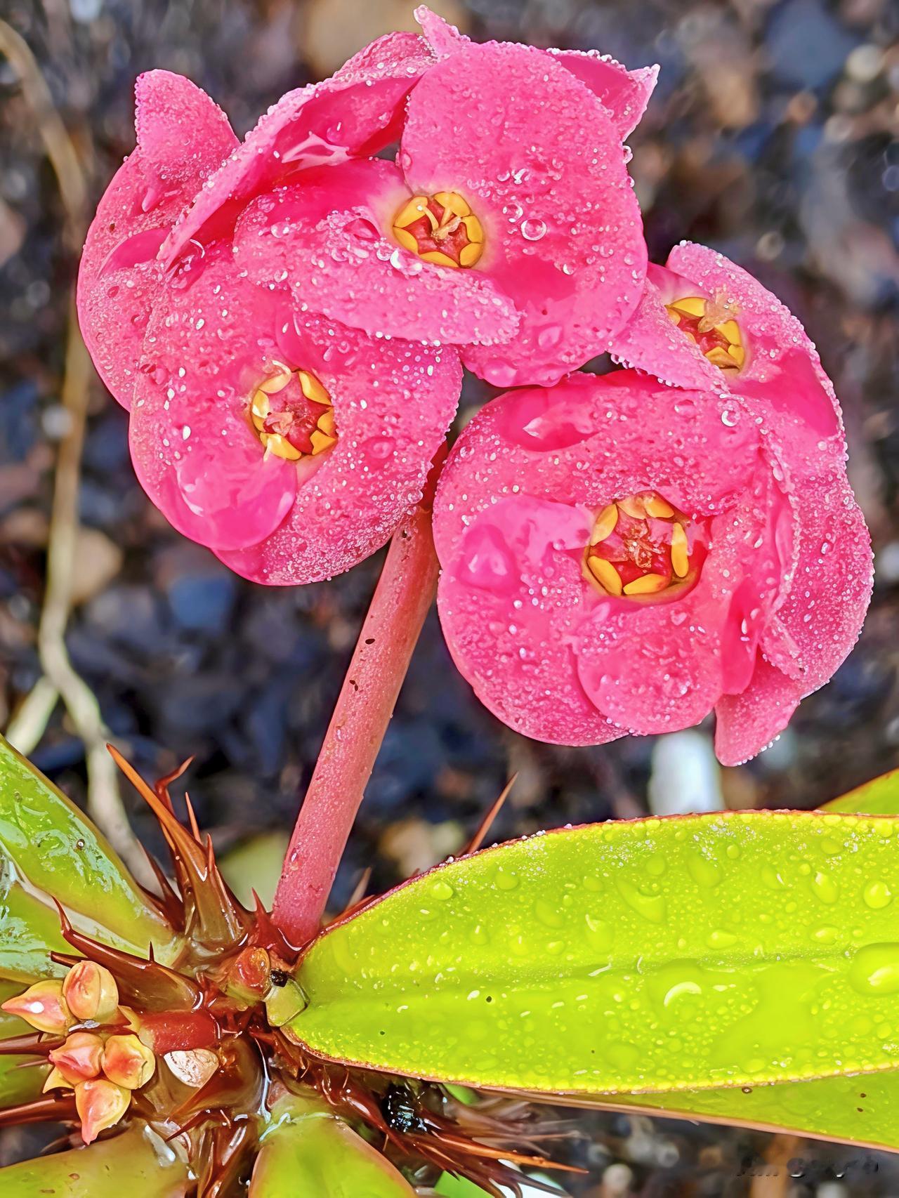 花园里有一种四季常开的花，一直不知道名字，现每天打卡头条有问题？@豆包活动，那就