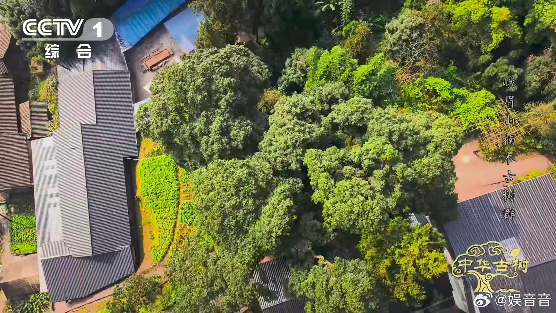 峨眉千年楠木王有十几层楼高峨眉山有座会生长的露天博物馆 谁能拒绝一棵千年古树啊！