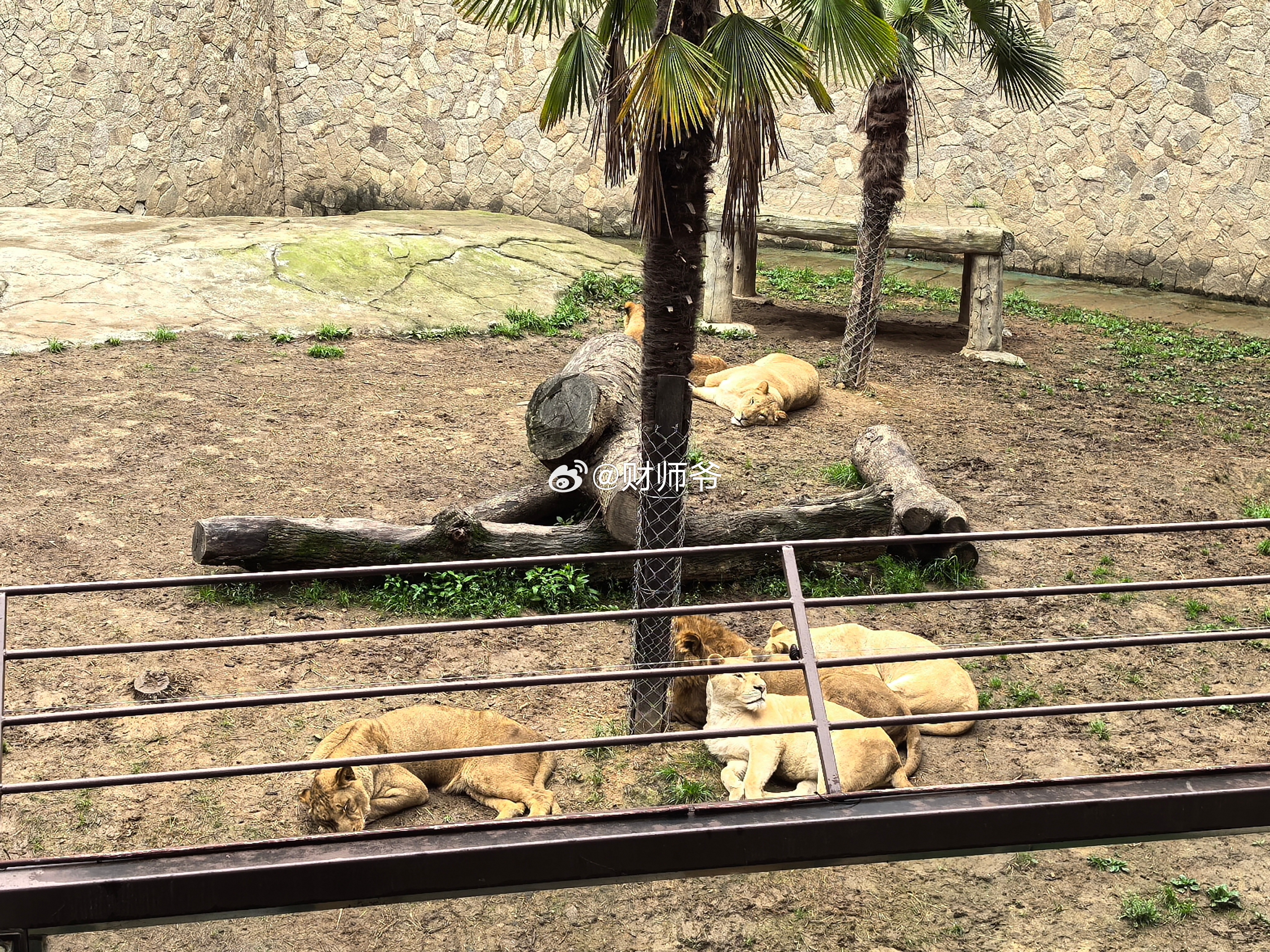 湖州这边的酒店很喜欢在酒店客房区引入动物，“龙之梦”是白虎，“中南度假区”是狮子