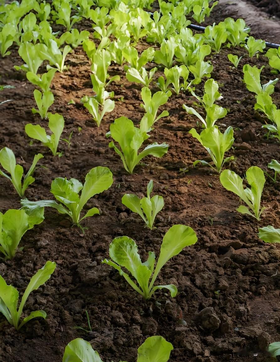 小菜园种白菜｜做好这几点，白菜包心紧实
 
自己在小菜园种大白菜，想要包好芯，管