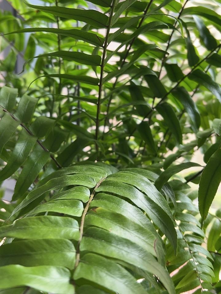 绿色真的太治愈了，多在家里种些植物，空气更清新，心情更美丽