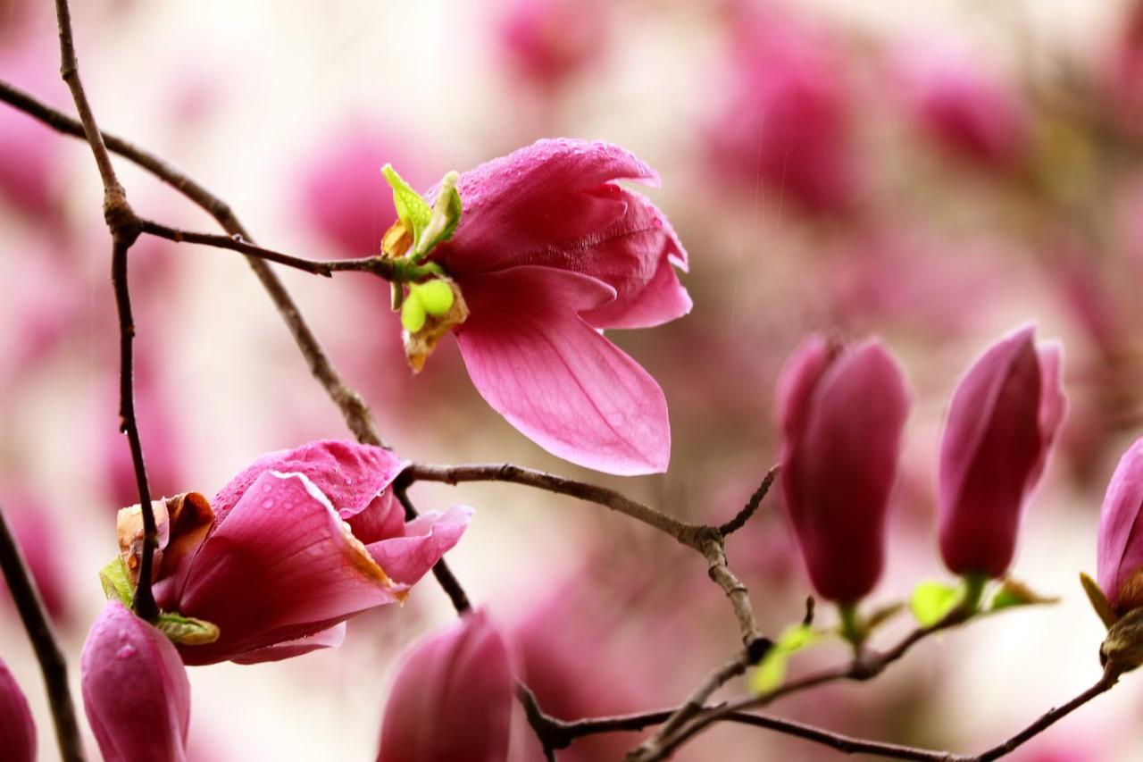 一场温柔的雨，唤醒了满树的嫣红，每一滴水珠都藏着春天的诗意，每一朵花开都写满了岁