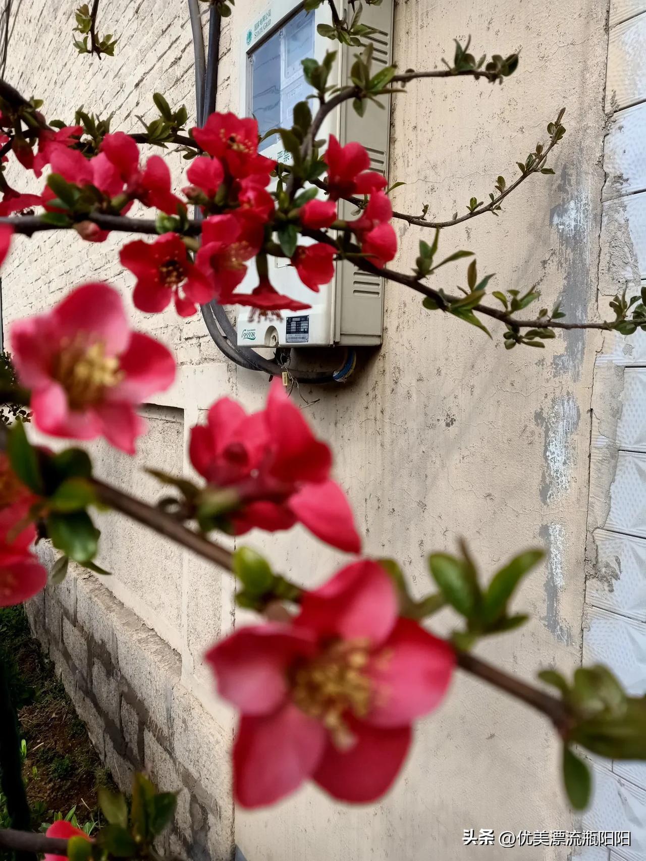 记录我的2026门前的海棠花开了，非常好看惹人喜欢！不少小伙，小姑娘发抖音快手直