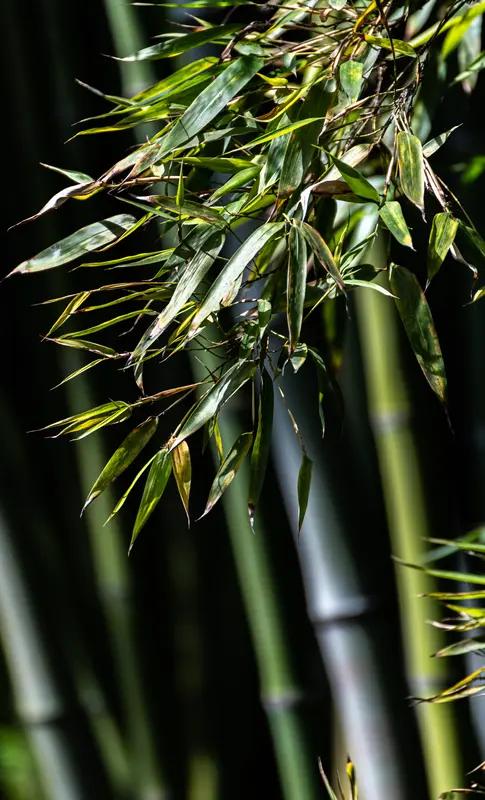 上联：红梅含苞傲冬雪，下联咋接？翠竹吐绿沐春风。