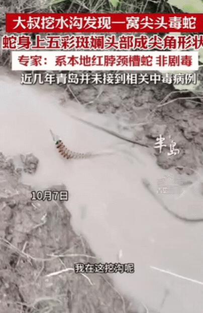 “幸亏跑得快！”青岛一大叔挖水沟，一铲子下去，竟然从土里钻出来一条“大长虫”，还