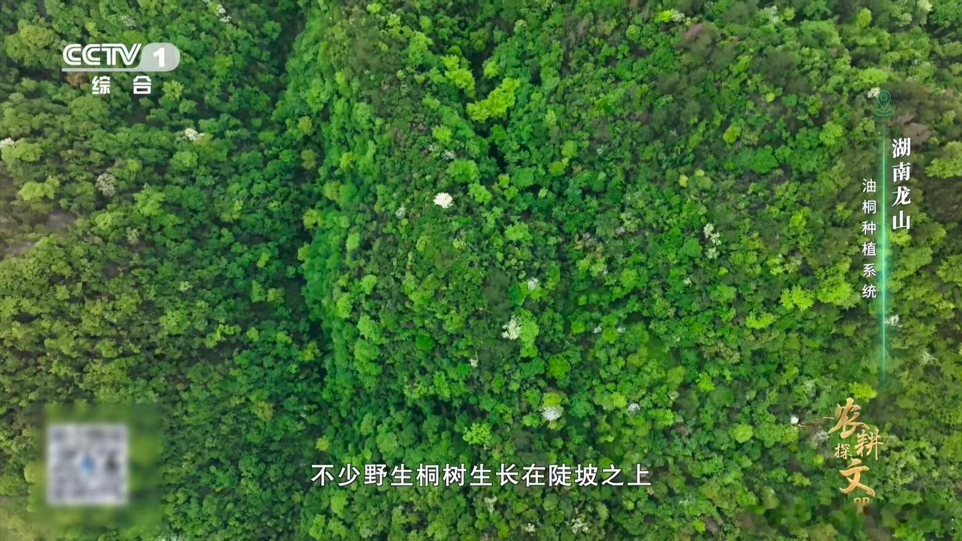 羊羊羊化身除草特工队当地农人是真的有智慧，直接另辟蹊径想出妙招，牧养乌皮山羊组成