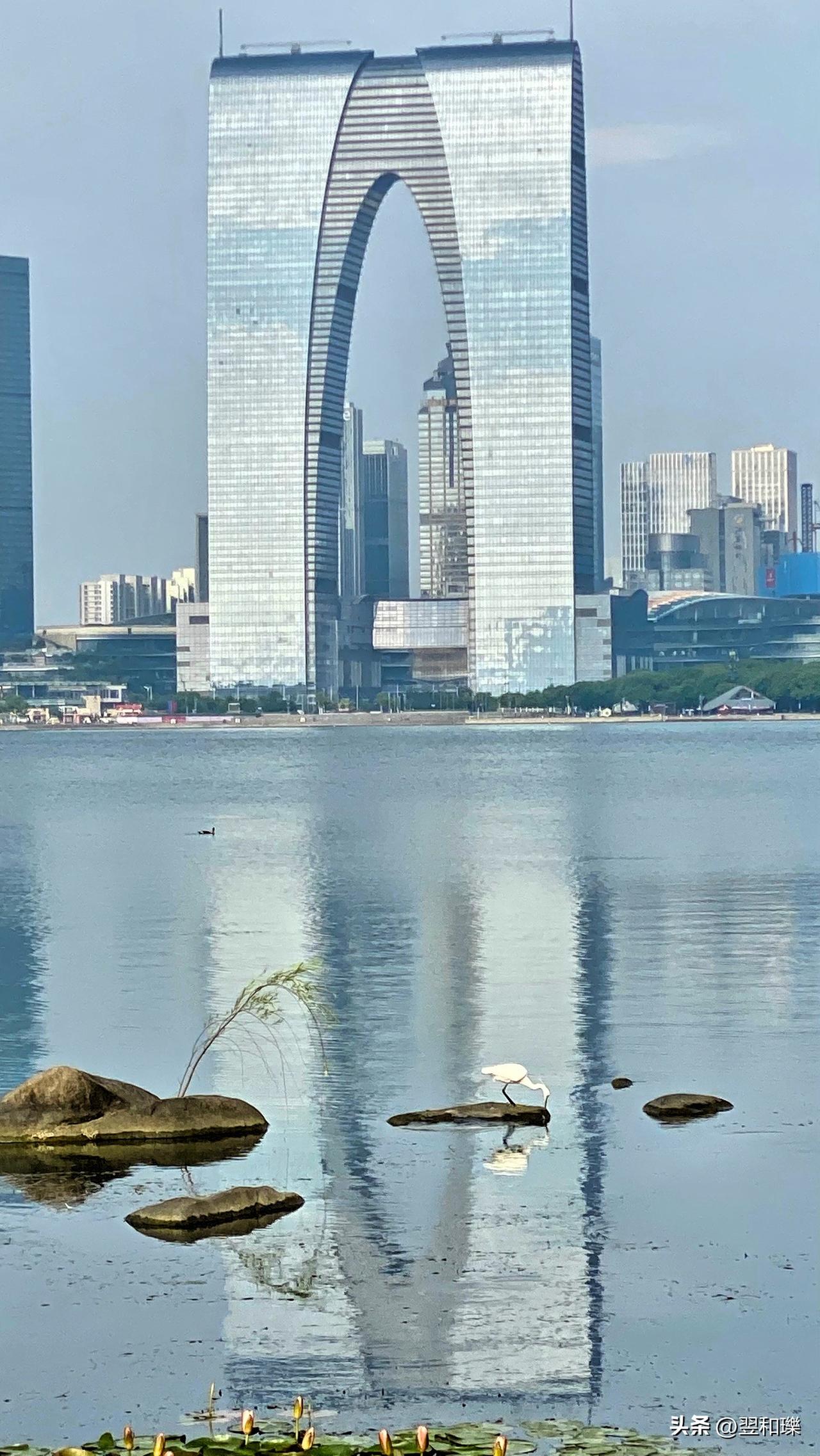 跳跃觅食白鹭盈
～今晨拍到
