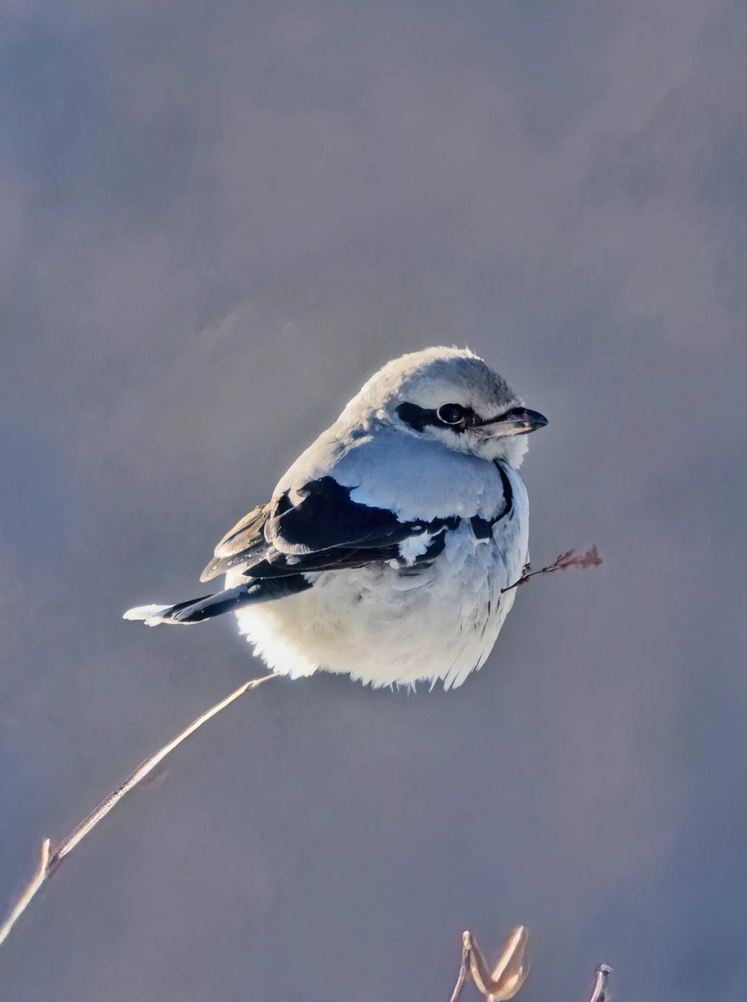 灰伯劳就是树枝上长的棉花糖