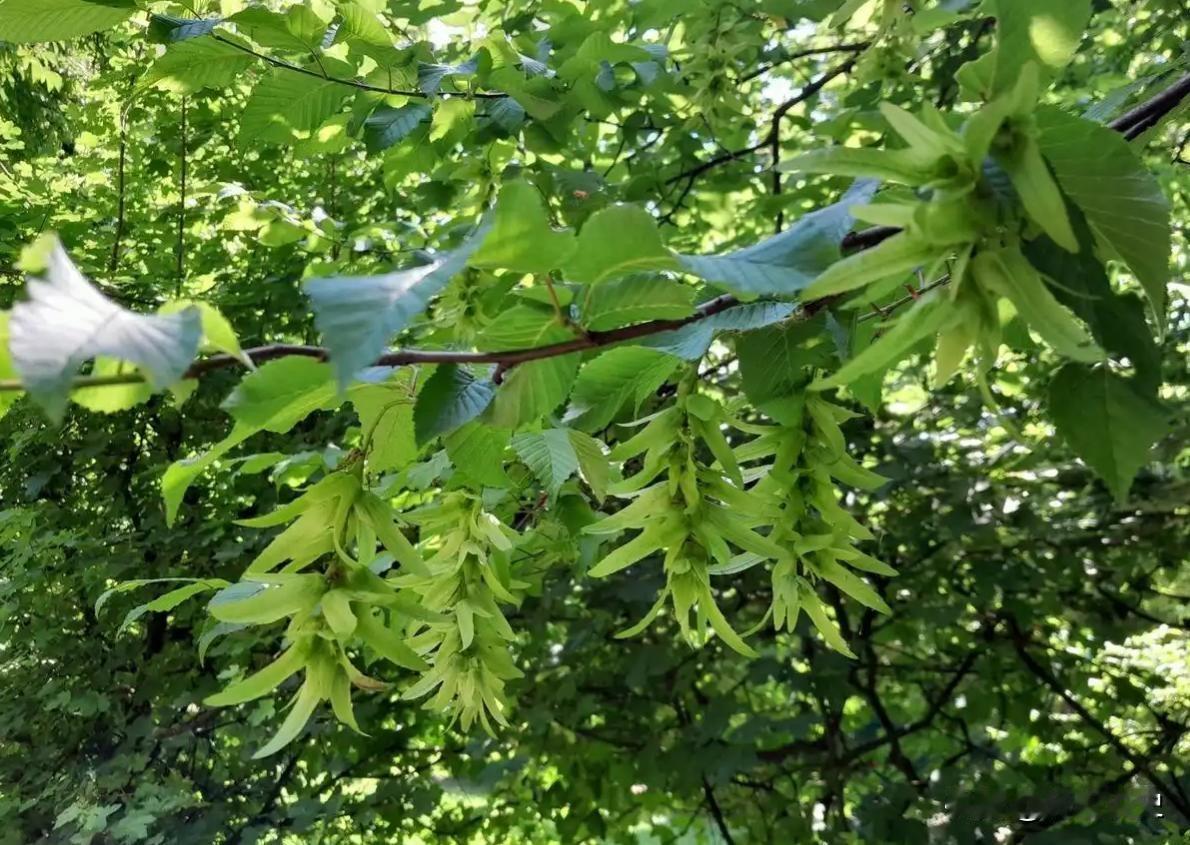 曾被砍了当柴火烧河南农民花6年找到一棵，如今栽了1亿棵搞绿化[尬笑]

你可能不