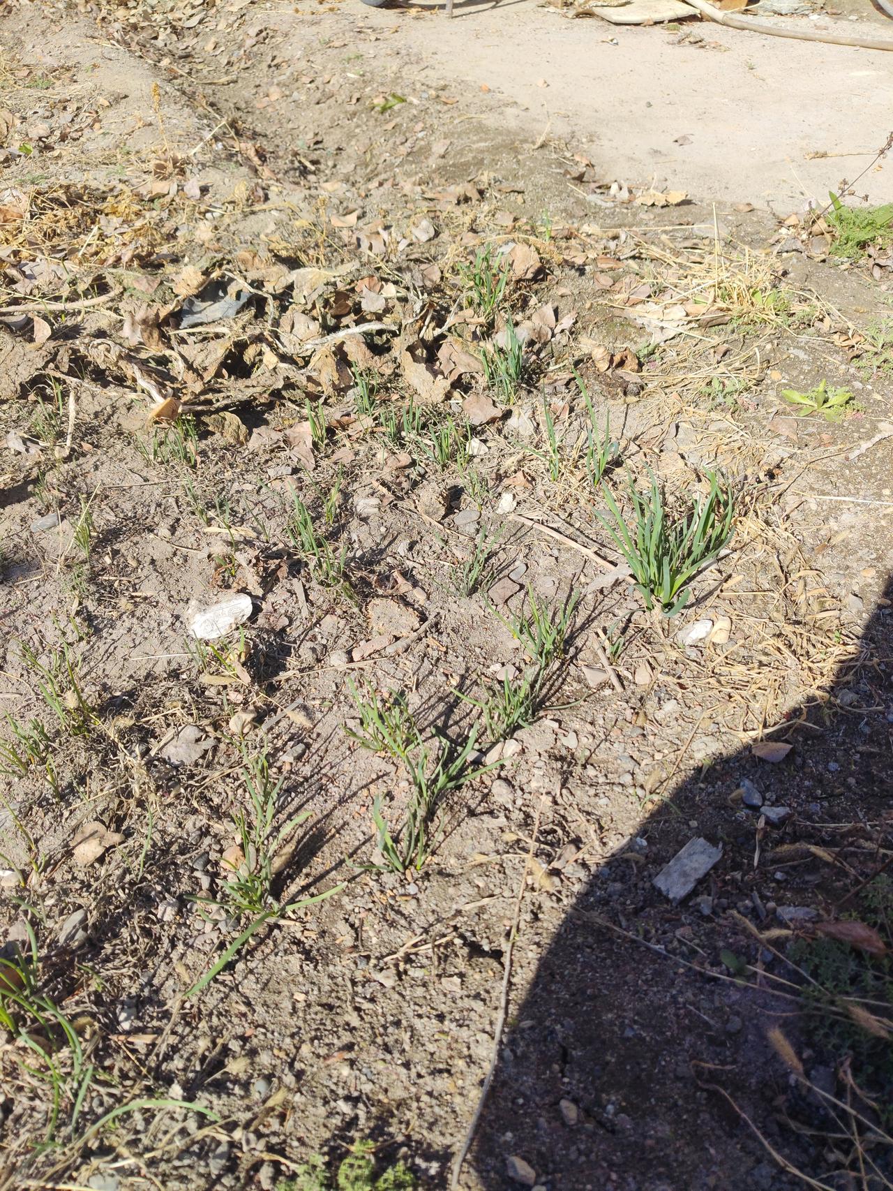 【菜园里的韭菜露头了，都都忘了浇水整地了】今年社区发了通知，楼房边上绿草坪的空地