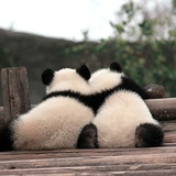 秦鲜聚聚娱乐
