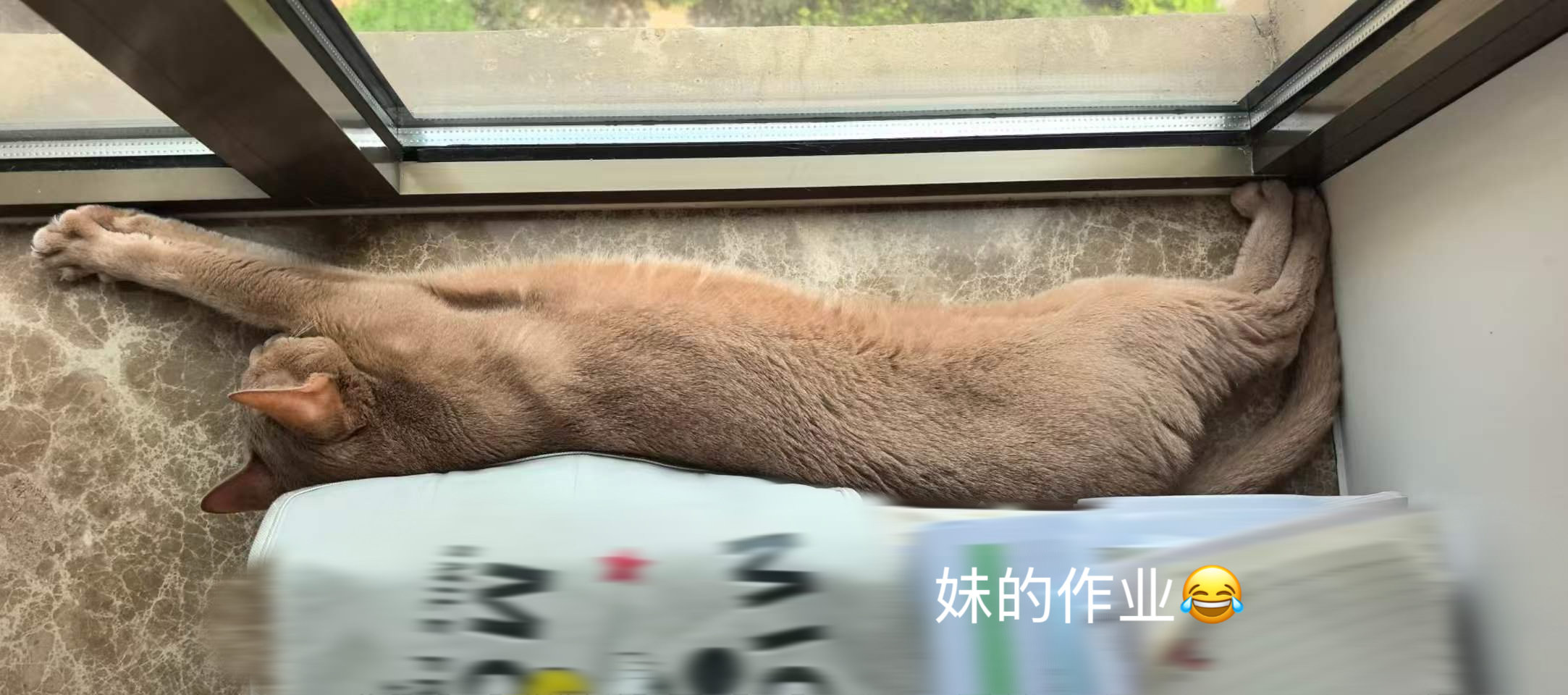 妈发来 太萌了笨蛋 