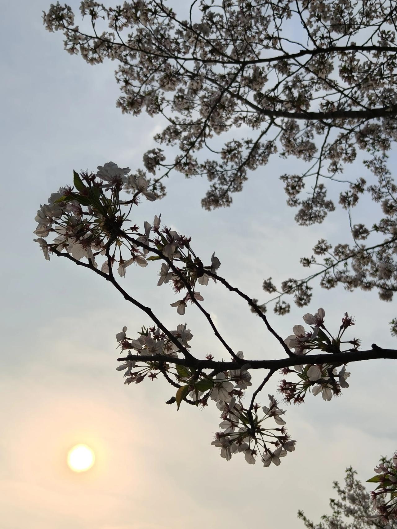 🌇夕阳西下，樱花🌸树下↓

👨‍👩‍👦👦🏻休闲度假的人们👧🏻?