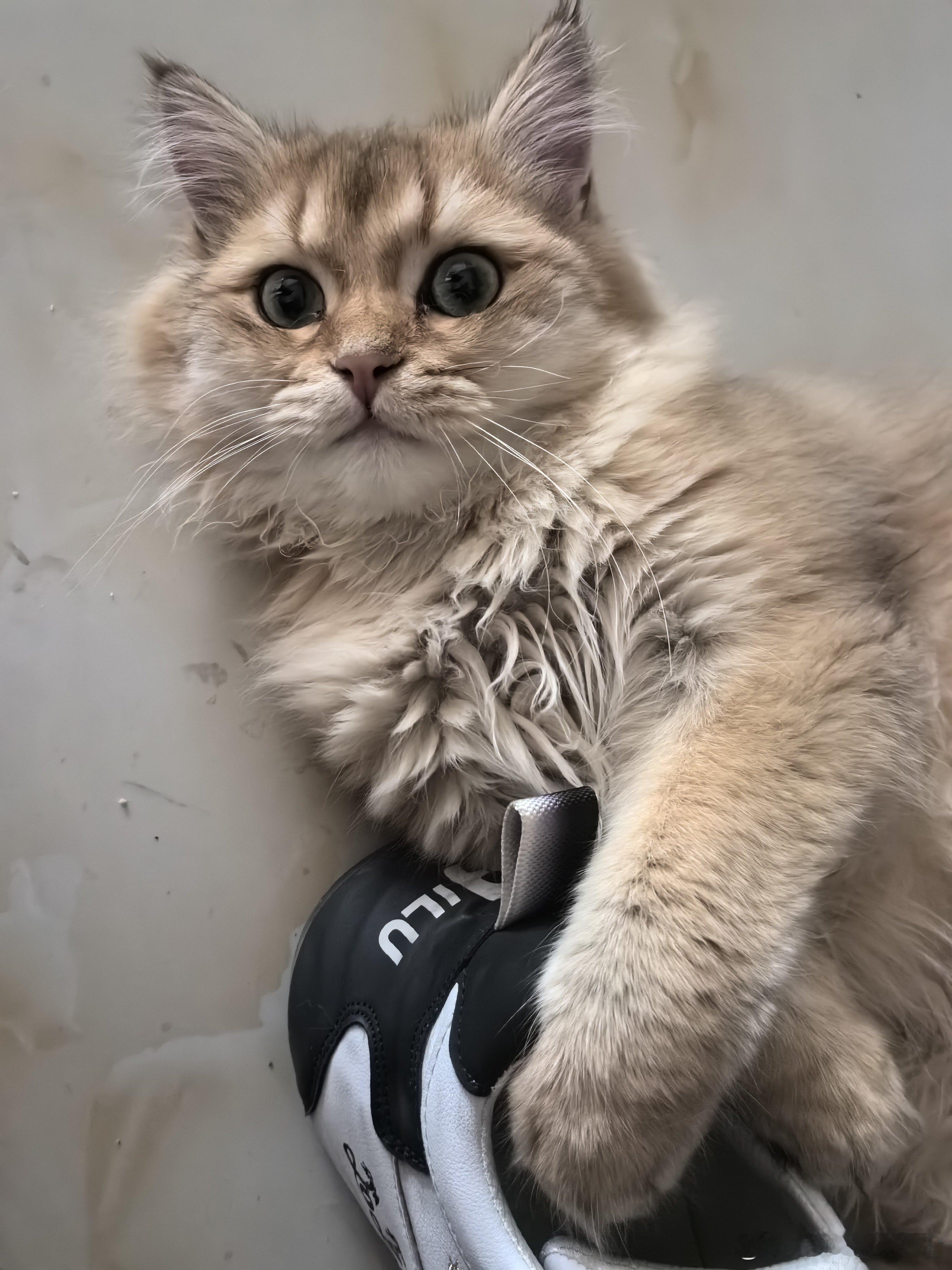 水煎包吃了豆粥、糁汤喝了黄河大鲤鱼、龙岗烧鸡吃了滋补烩面吃了水烙馍卷炸串吃了蜜三