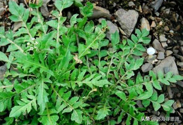 你是否以为古代饥荒时百姓吃野菜是天经地义？大错特错！在明代以前，挖野菜无异于开盲