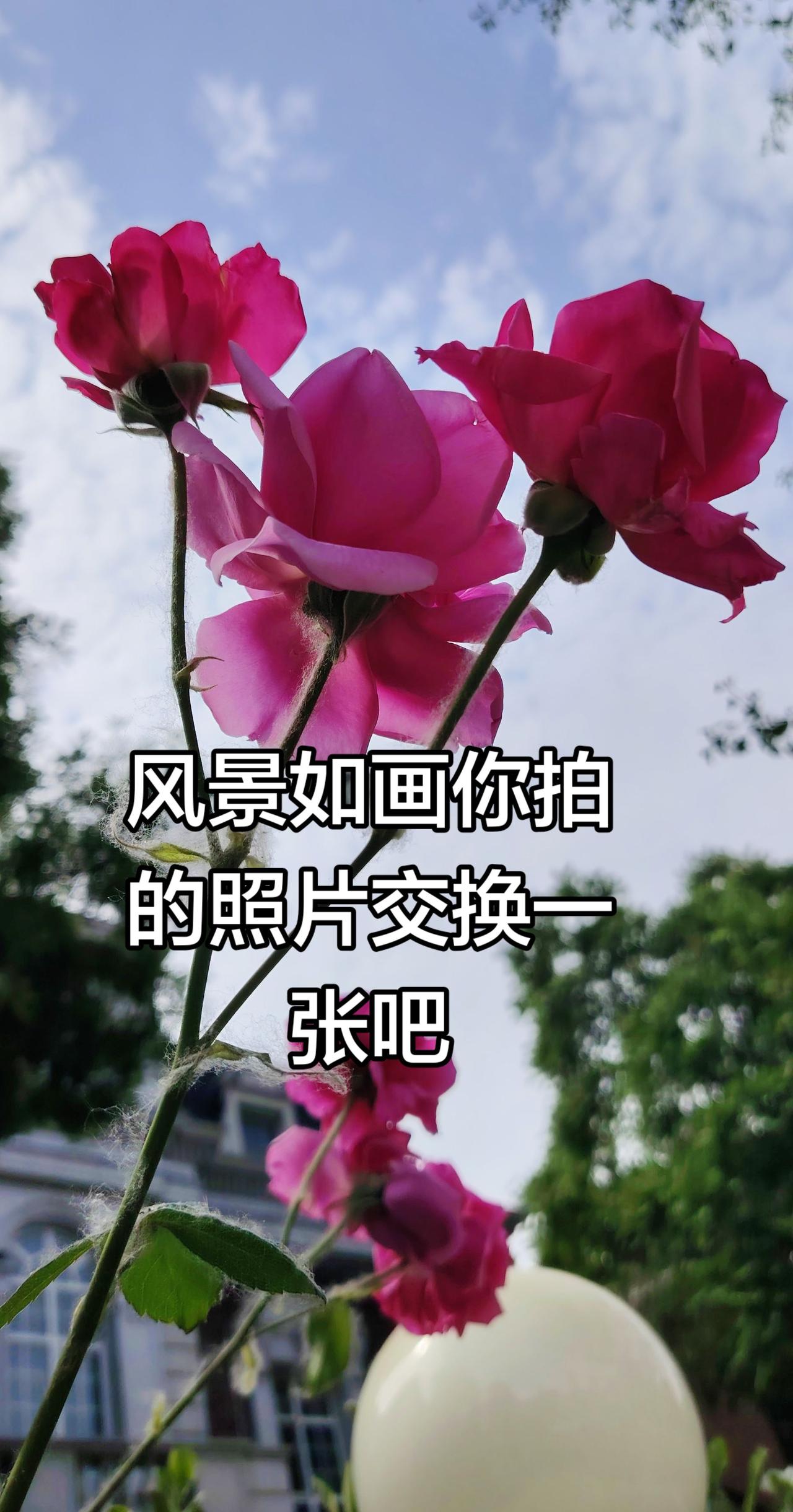 抖音玩法合伙人计划 情绪音乐玩法新风向 又到了拍花的季节