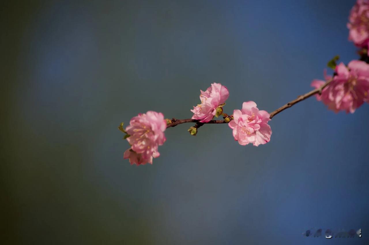 随手拍的花分享原创