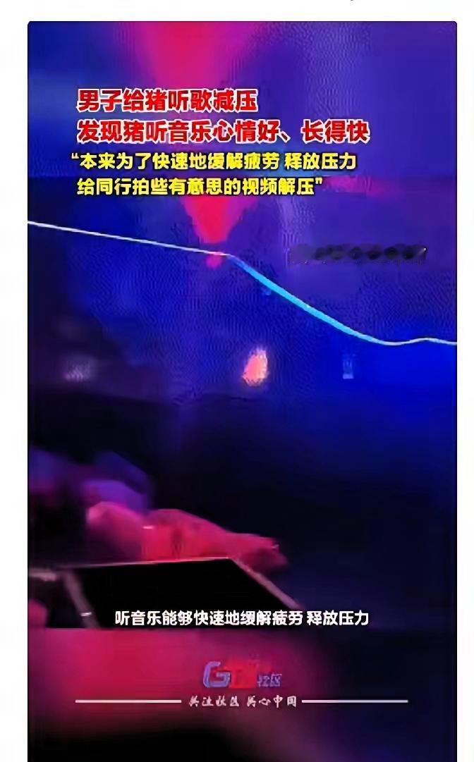 解释不清了！
​近日广西桂林，男子因为养猪实在无聊，就在猪舍中安装了一套音乐设备