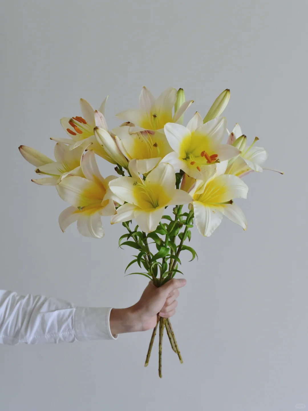 岷江百合·白色行星