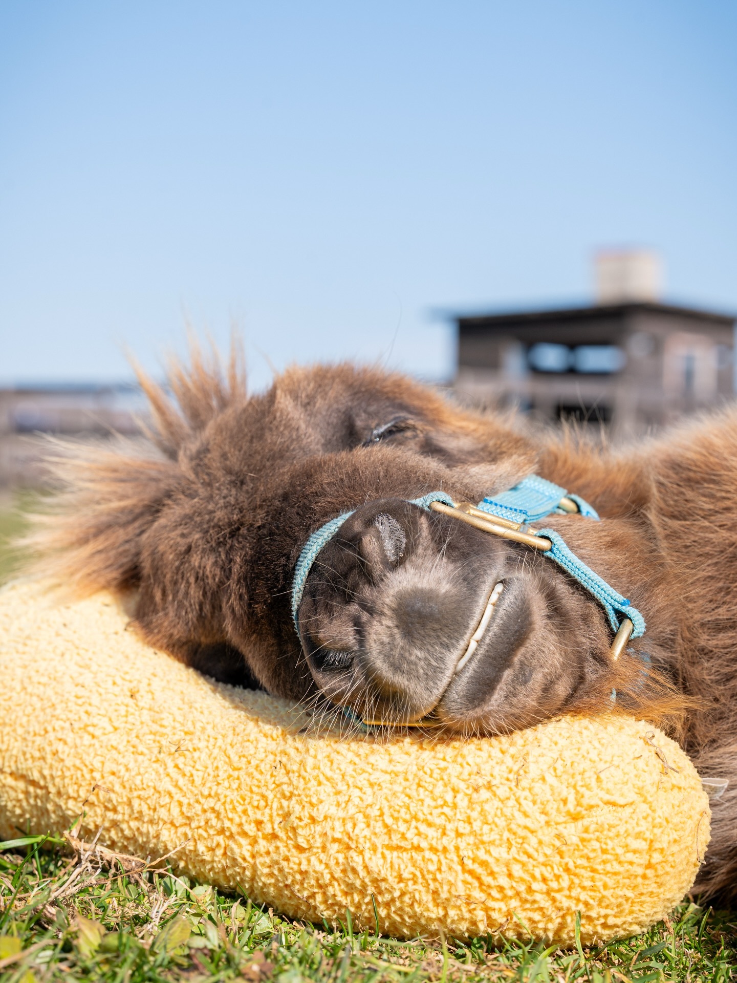 是可爱小马【ins：mari_piano1230】 