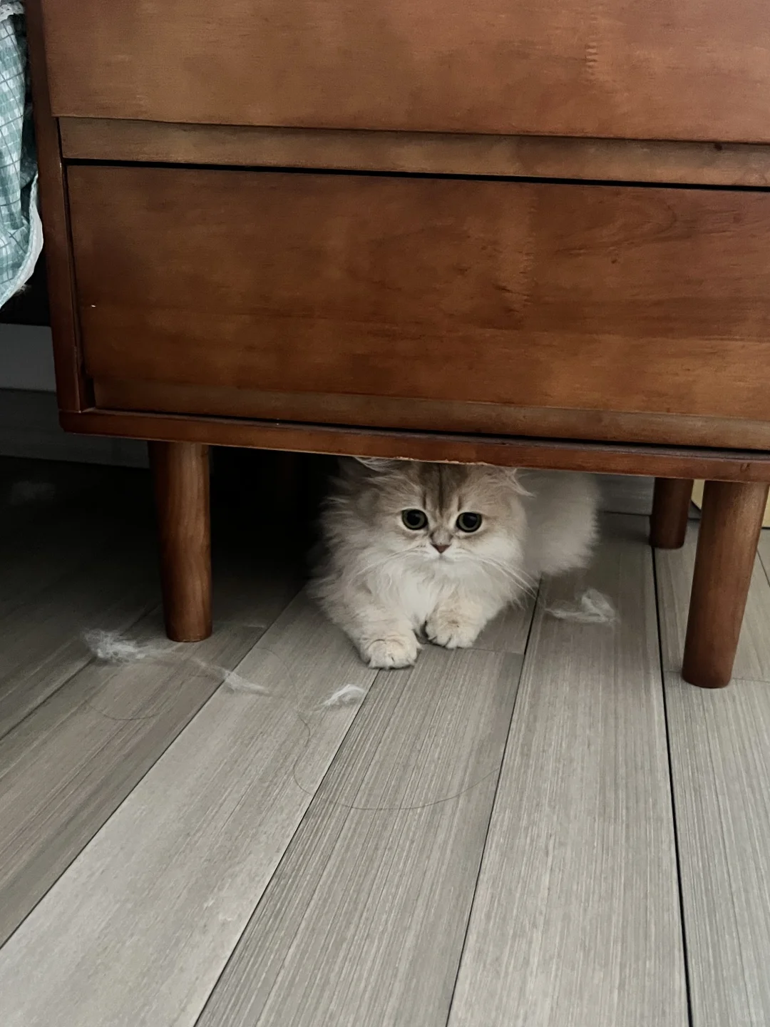 有小猫的家庭用的是什么洗地机呀？求推荐！
