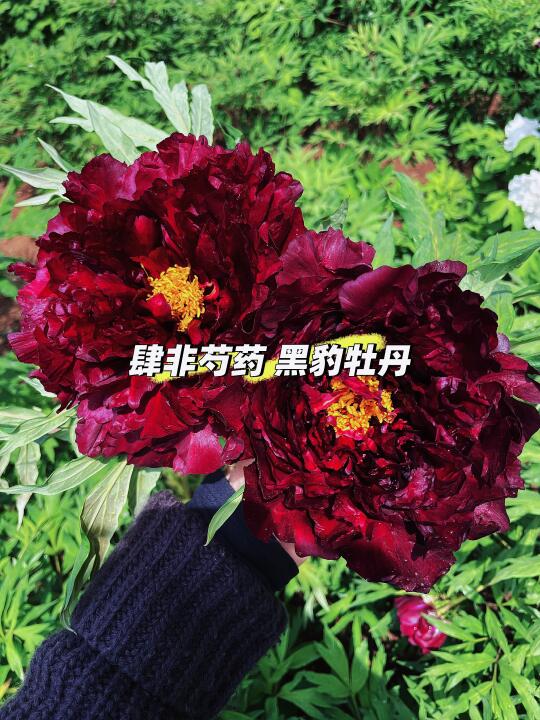 黑豹牡丹 太多了 卖不完怎么办