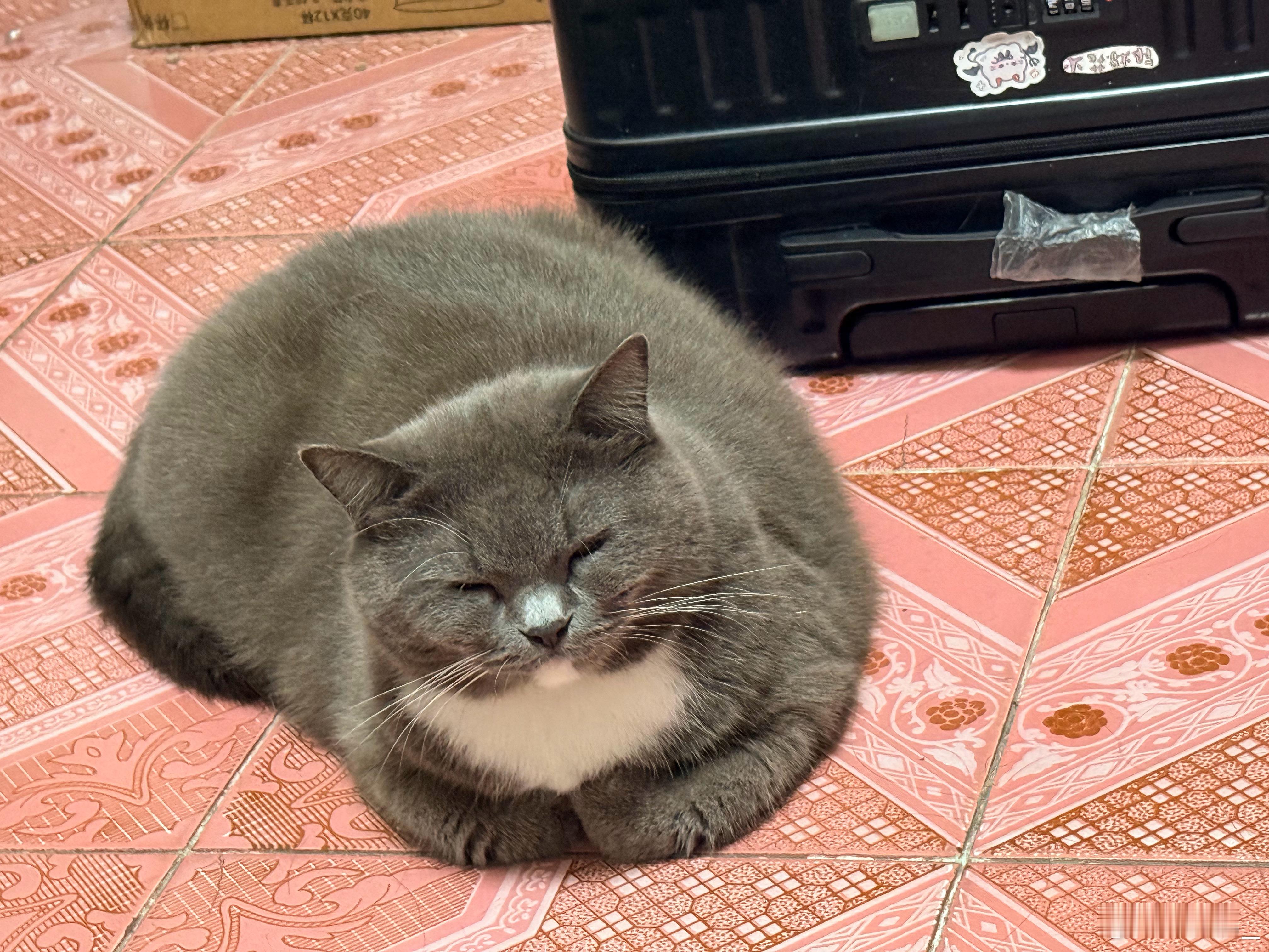 这一坨真可爱 ​​​
