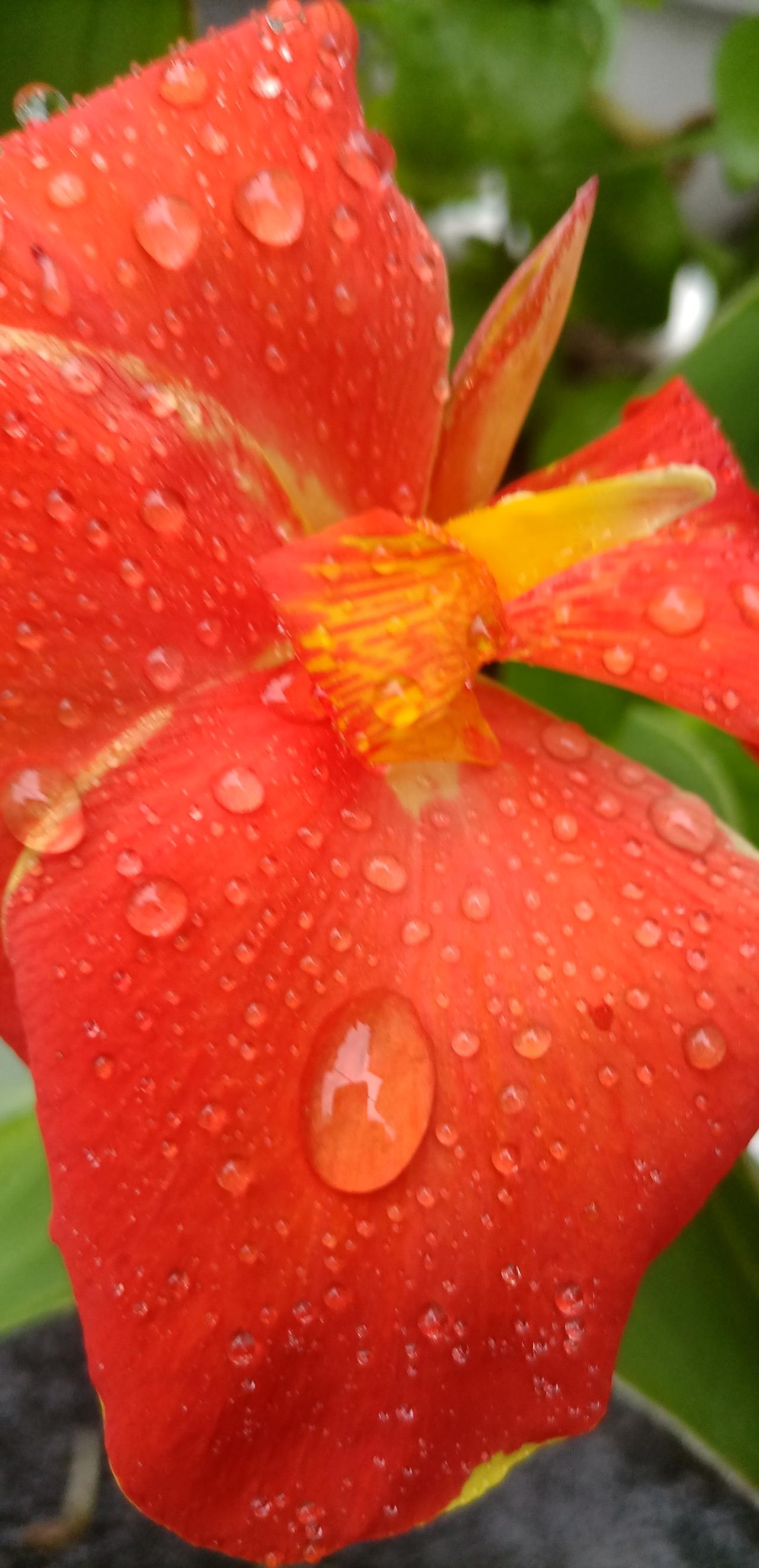 【夏之韵·雨中的美人蕉】记录我的2026
雨静静的下着，
岁月不声不响，你且不慌