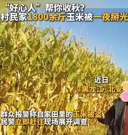 这事上人民日报了！黑龙江黑河一名村民早上到地里掰玉米，没料到自家1800斤玉米一