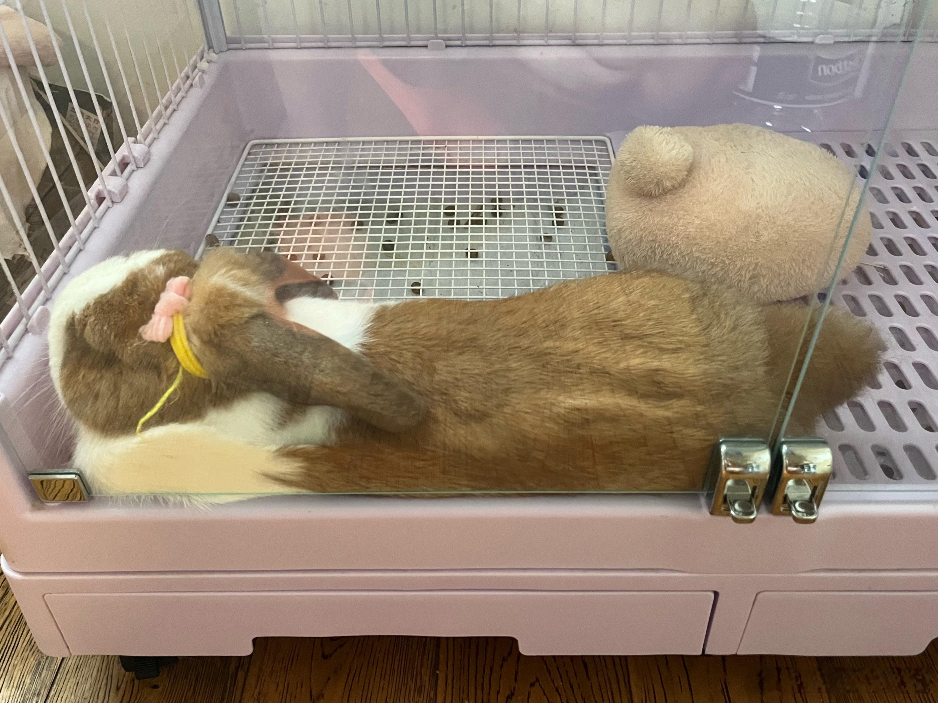 谁也没有你得劲儿，吹着空调，睡午觉🐰 
