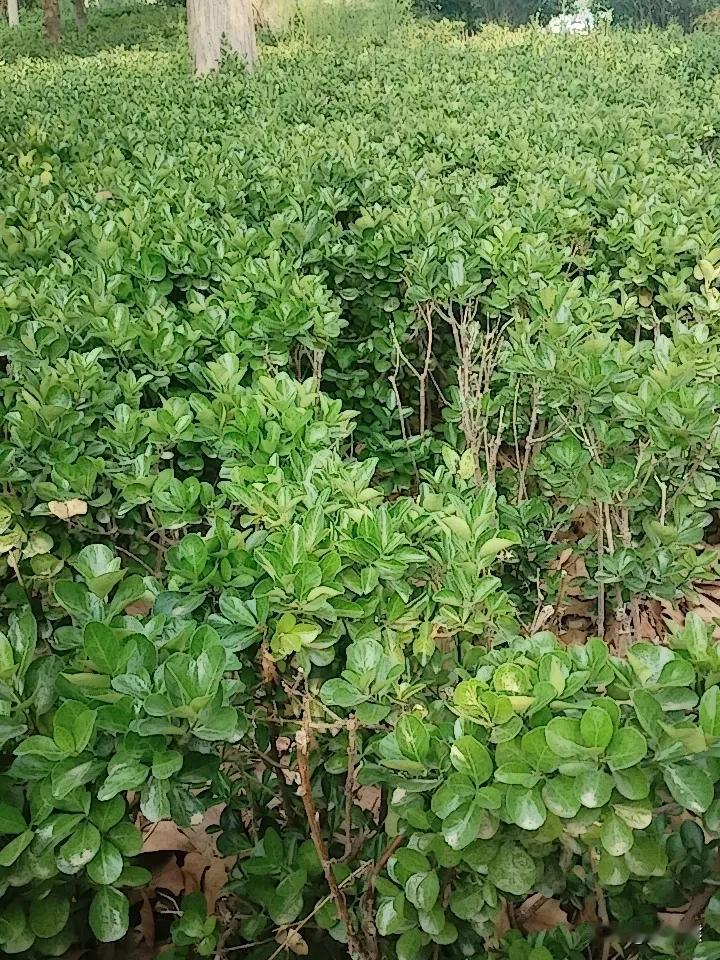 打了一个电话，突然发现父母老了！
以前我打电话，母亲很容易的就记住了我说的事情，