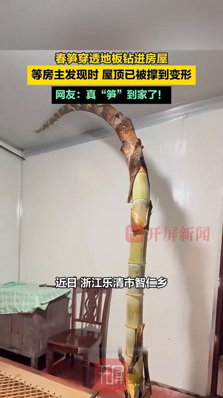 春笋穿透地板钻进房屋，等房主发现时屋顶已被撑到变形。网友：真"笋"到家了！
开屏