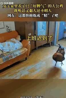上海，女子从老家买了一只大公鸡，本来要杀了补身体，可孩子非要当宠物养，没想到，这