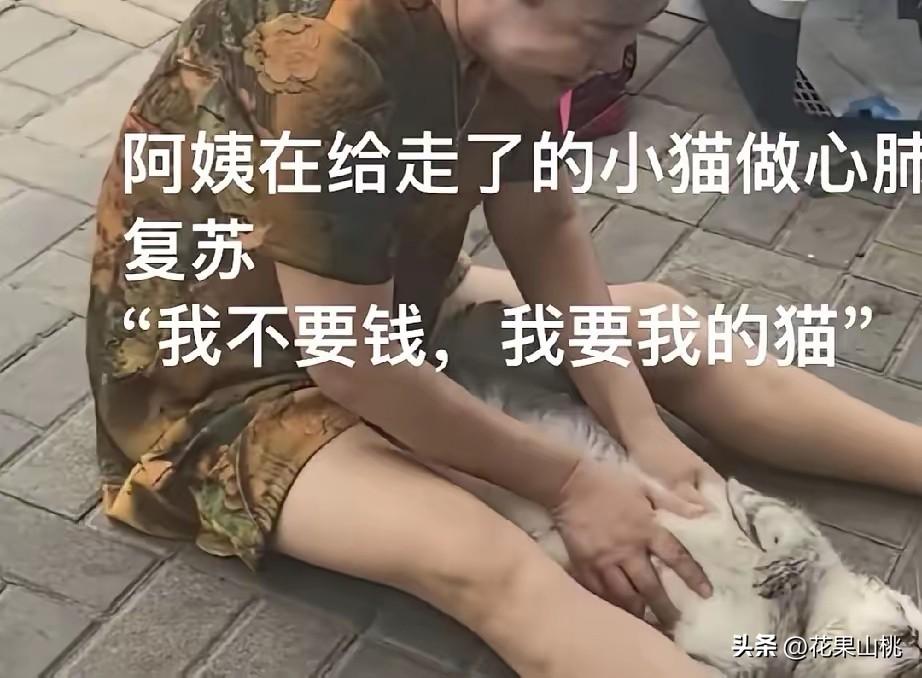 太可气了！海南那么热，一阿姨包车带猫，司机想多赚钱中途强行将猫放进后备箱，结果猫