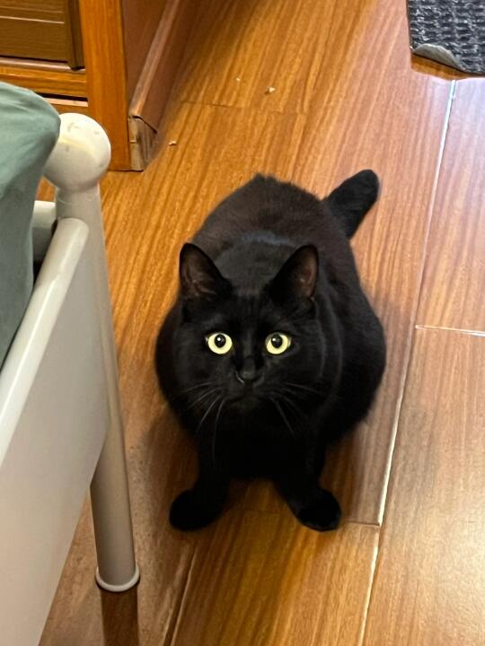 外八小猫