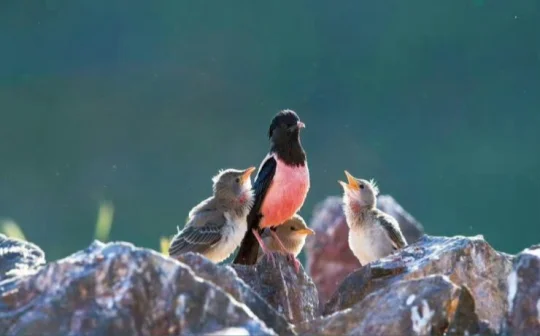 天空中游弋着的黑西服、粉衬衫