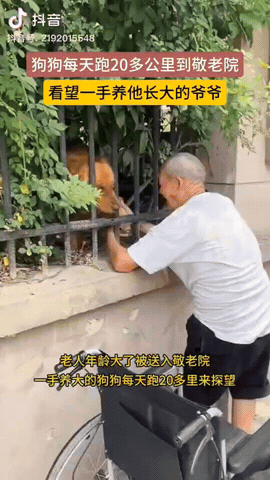一老人被送进养老院，没想到他一手养大的狗狗每天跑20多里路来看他，隔着铁栅栏亲昵