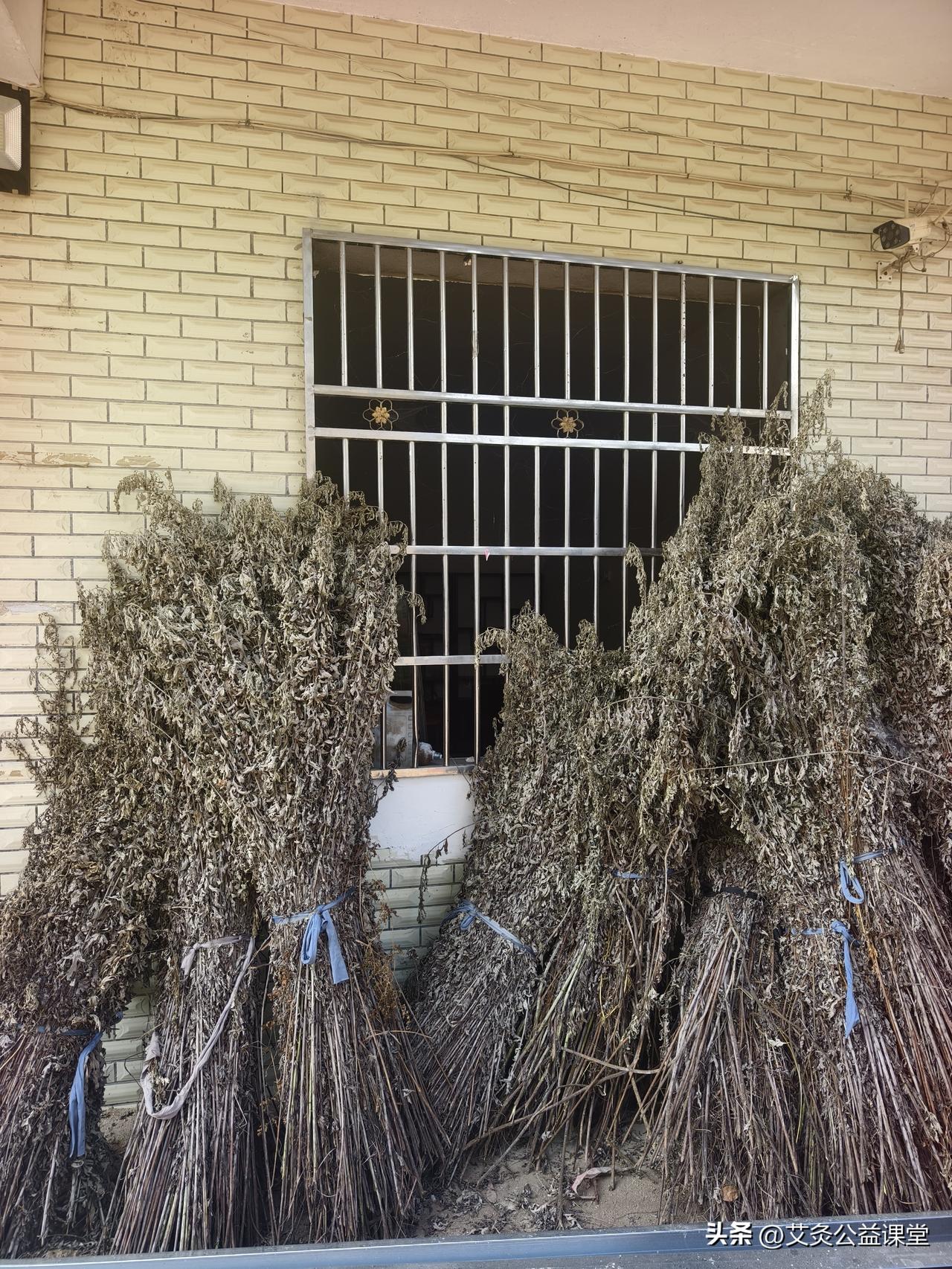 这就是所谓的艾草的阴干！
把它放在房子里面，不能被雨淋着，而且要通风！
这样放上