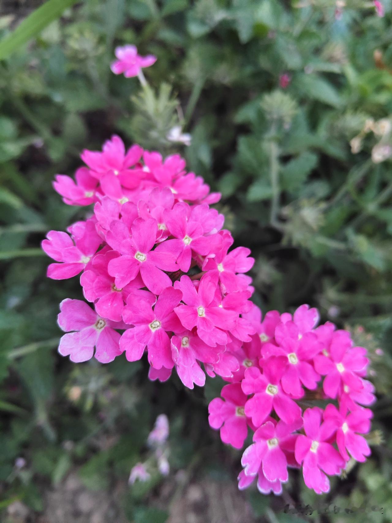 我不如一头猪
7月初的天燥热燥热的，吃过晚饭老公说:“在家长时间吹空调对身体不好