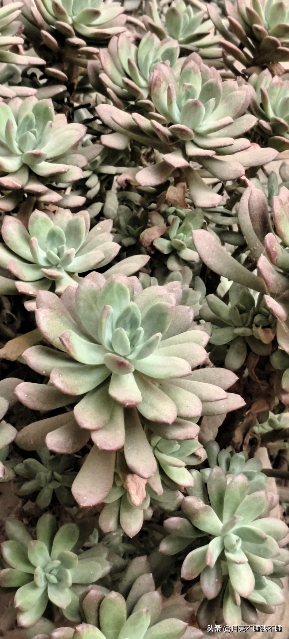 我这盆红稚莲真的太争气了！当初只是随手插了几棵小苗，没怎么管过，现在居然爆盆成一