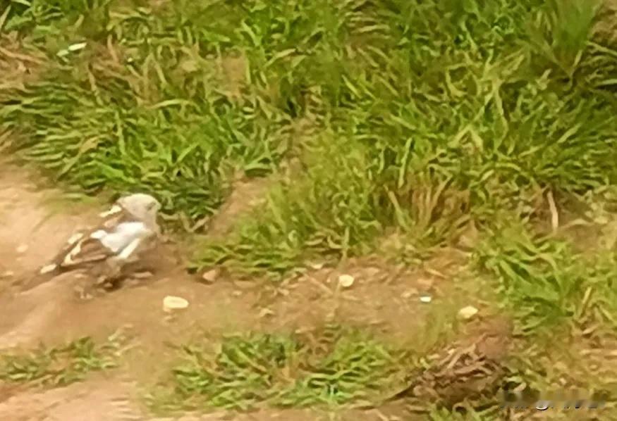 （原创）
       今天在大同公园看到一只花白色的麻雀 头是白色的  身上是