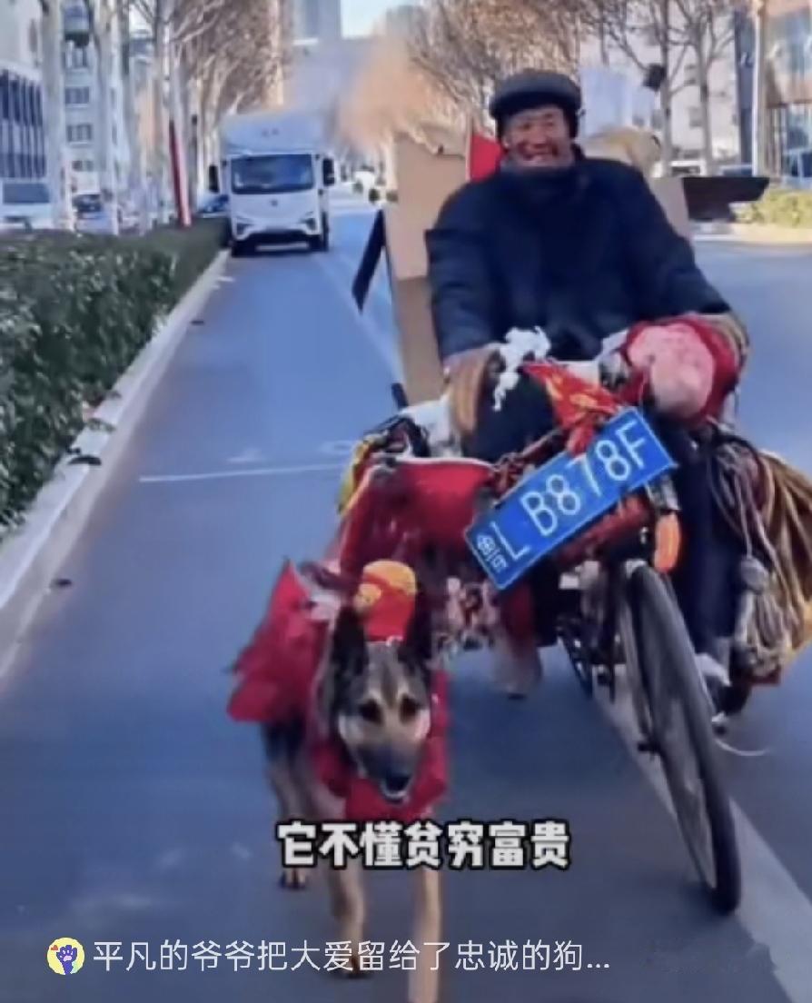 破防了！青岛拾荒大爷身患重病无依无靠，捡到小狗相伴整整十五年，狗狗拼命拉车养家，