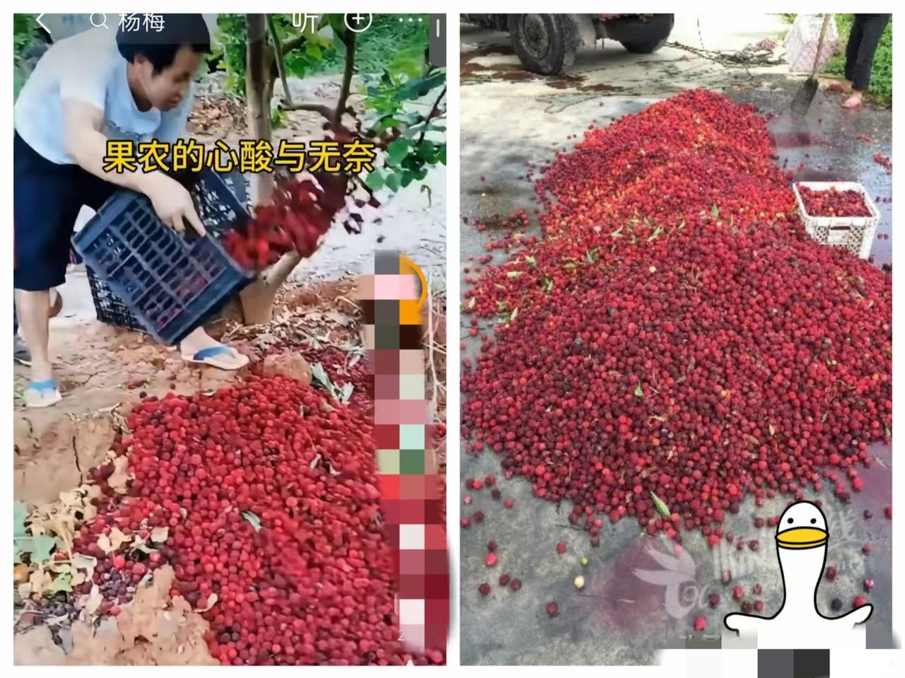 福建漳州的杨梅泡药事件现在已经开始反噬了，经销商卖不出去，没人收购，果农手里的杨