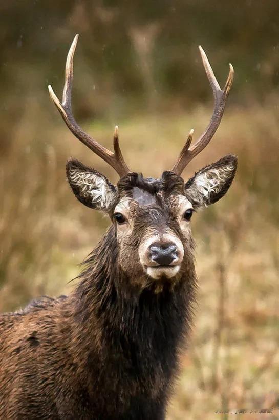 公鹿累坏还真不冤！梅花鹿繁殖实行“后宫制”，一只公鹿要和十到二十只母鹿交配。区分