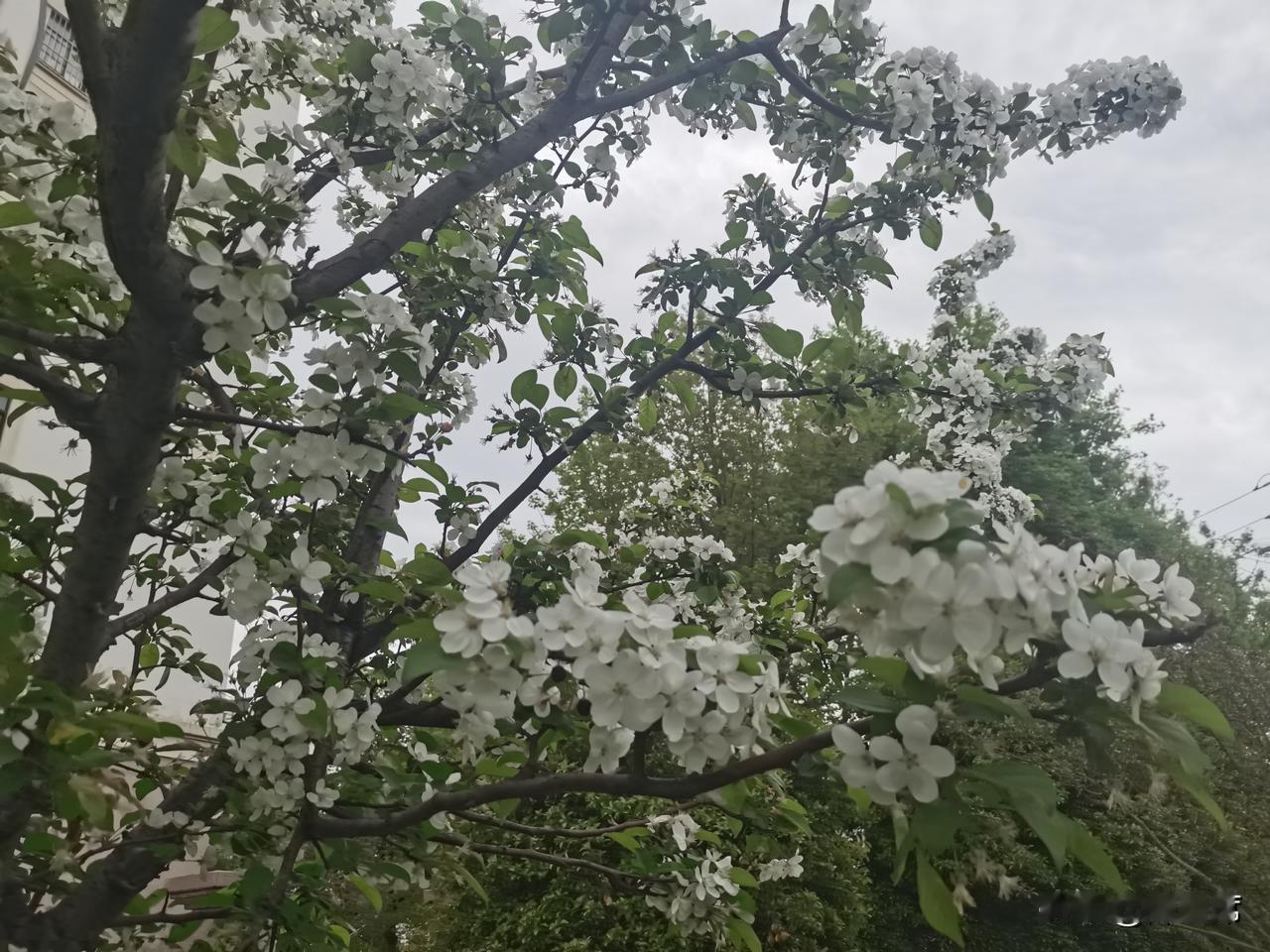 晒图笔记大赛春花竞相绽放，春景处处烂漫：