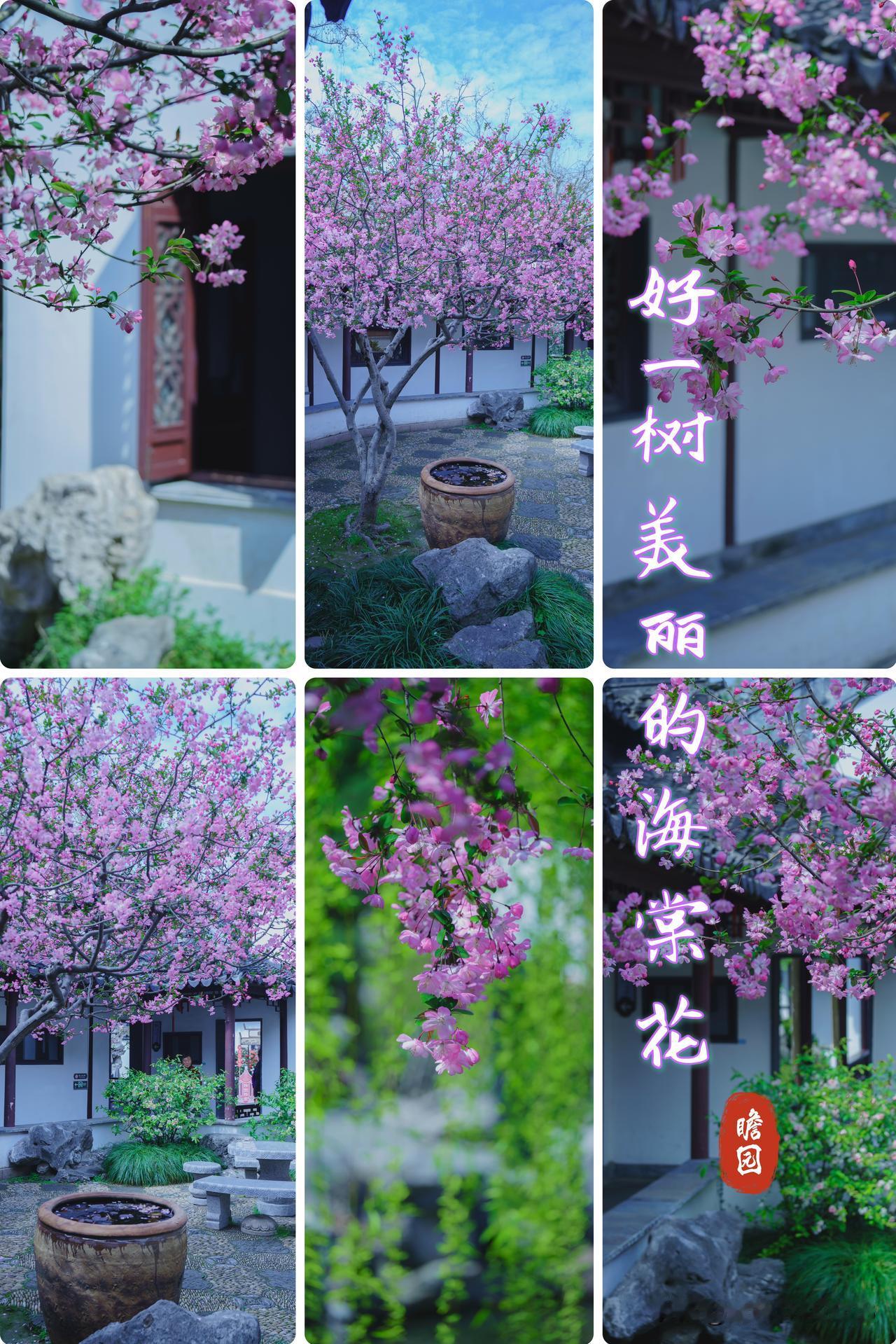 瞻园春日私藏｜好一树美丽的海棠花

        金陵春日最动人的惊喜，藏在了