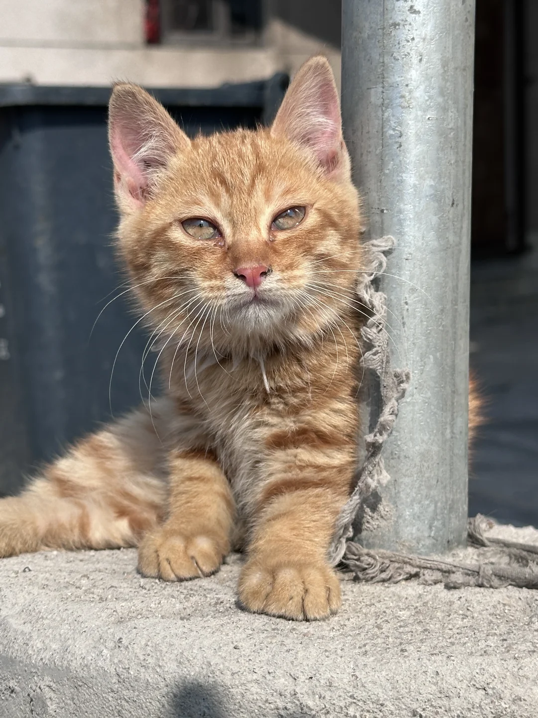 路上遇到一只猫，非要跟我回家？