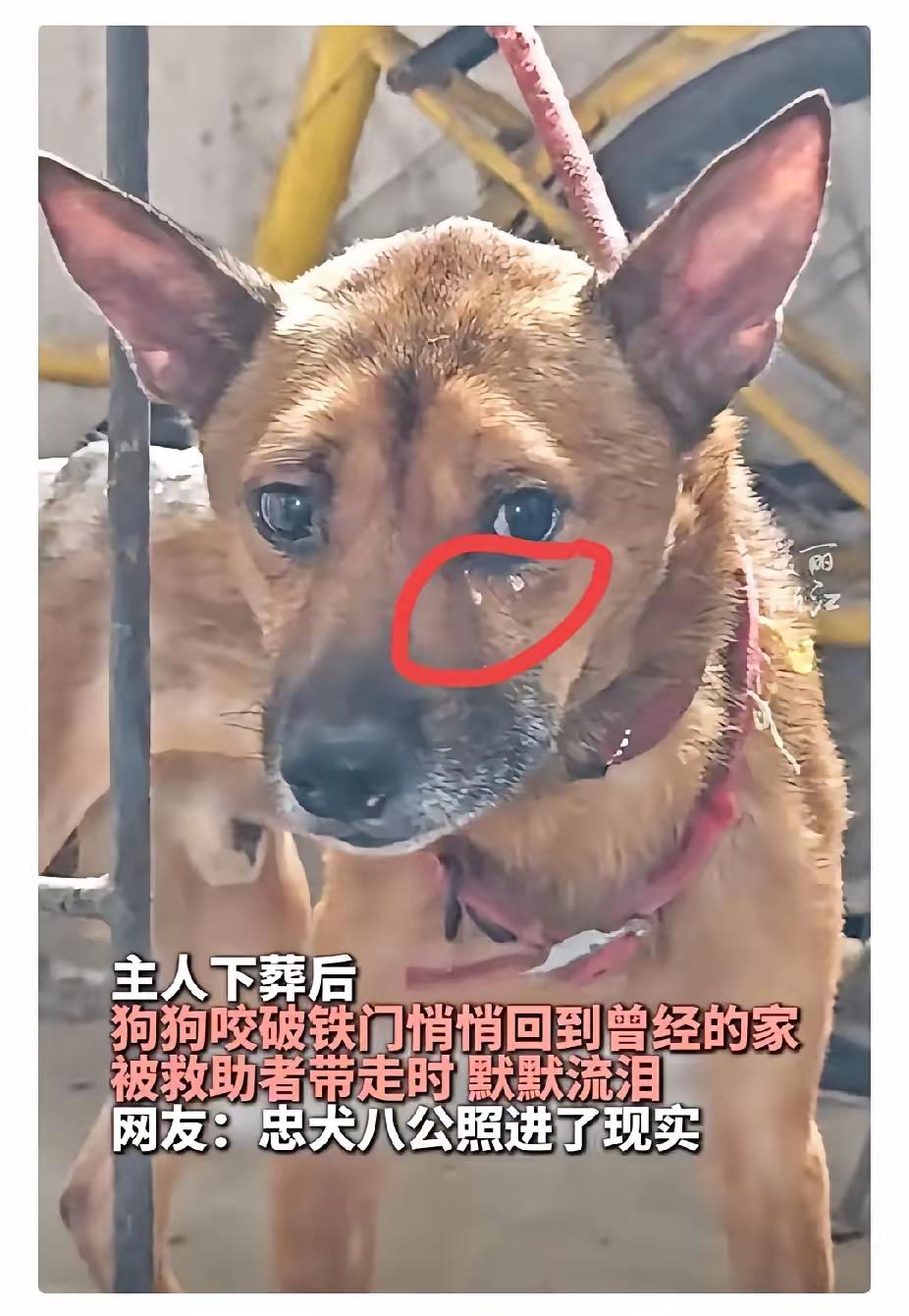 科学也解释不清了。
重庆一70多岁独居老人养了两条狗。老人意外在家离世，一周后才