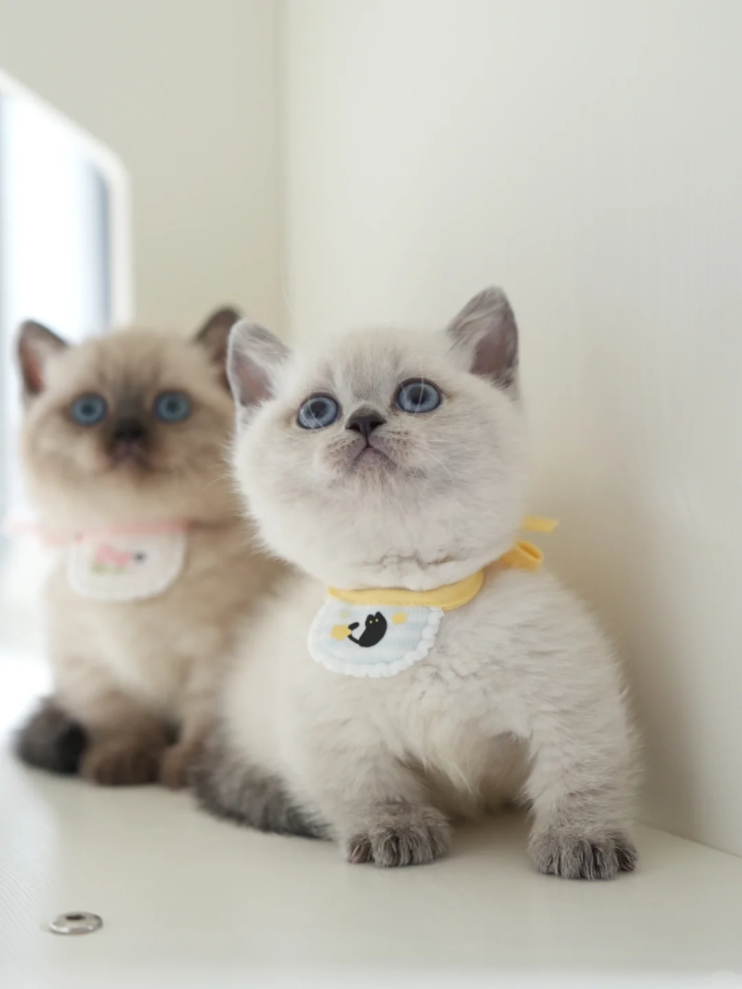 这样的小猫我不建议你养